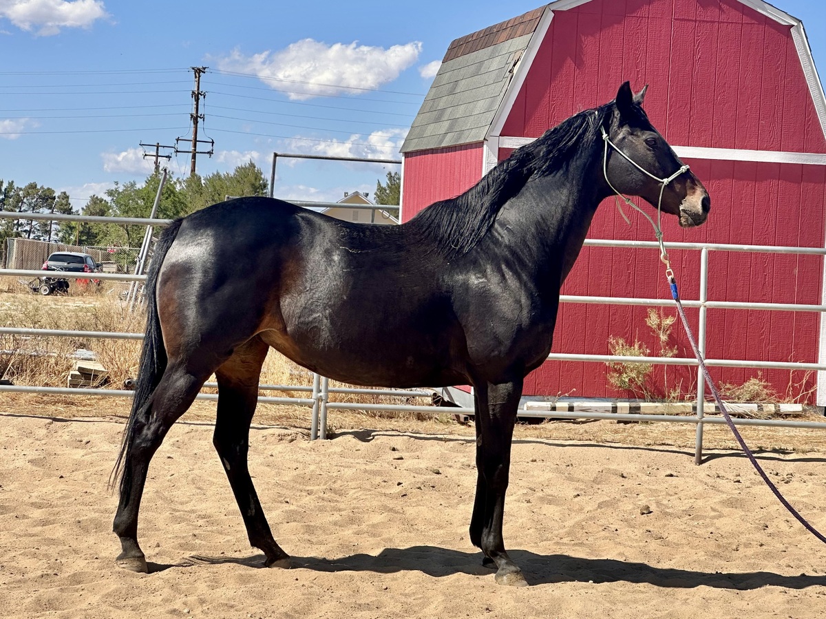 Katrana, 15yo Thoroughbred mare, 16.0hh