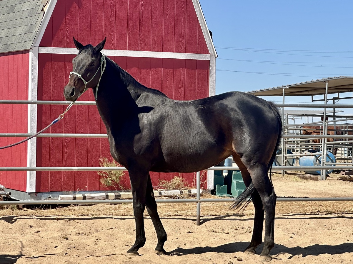 Katrana, 15yo Thoroughbred mare, 16.0hh