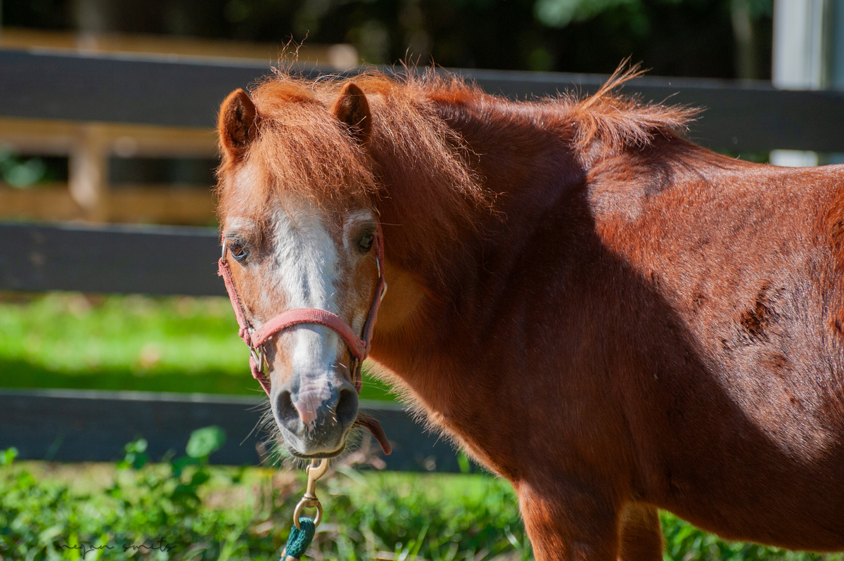 Rowdy, 28yo Miniature Horse gelding, 24.0hh