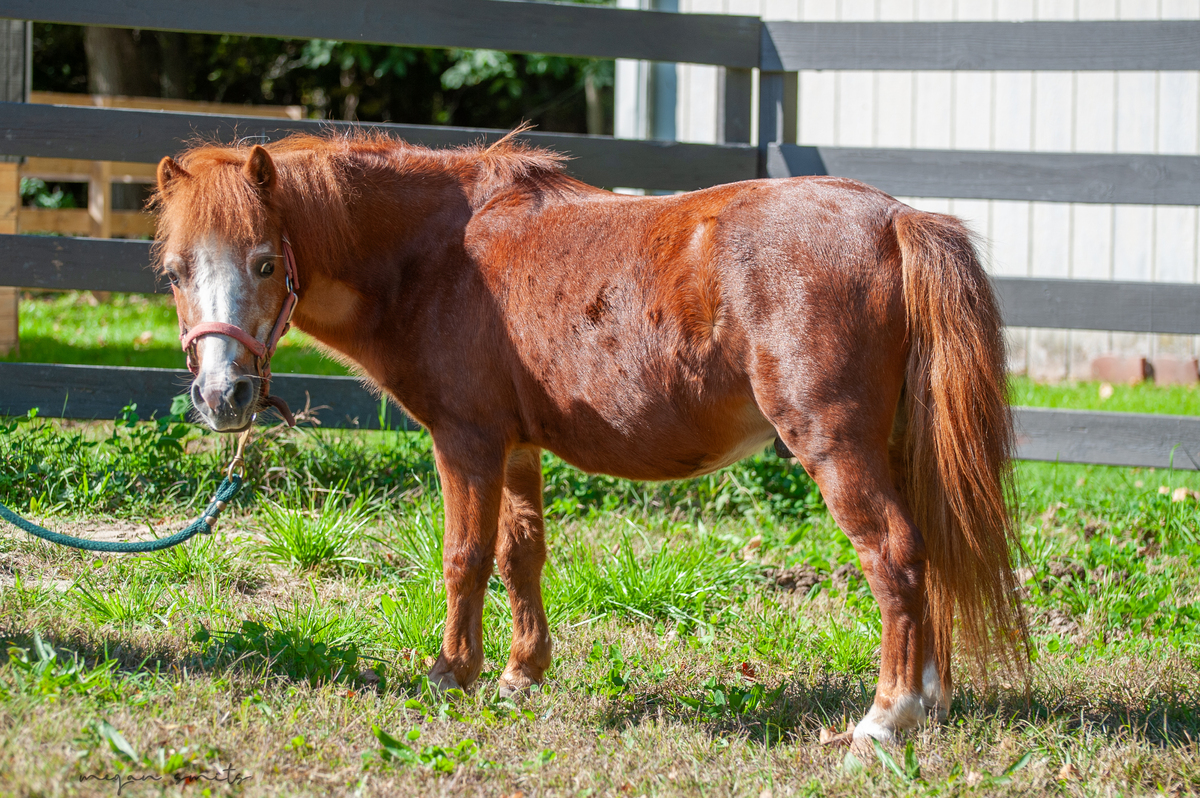 Rowdy, 28yo Miniature Horse gelding, 24.0hh