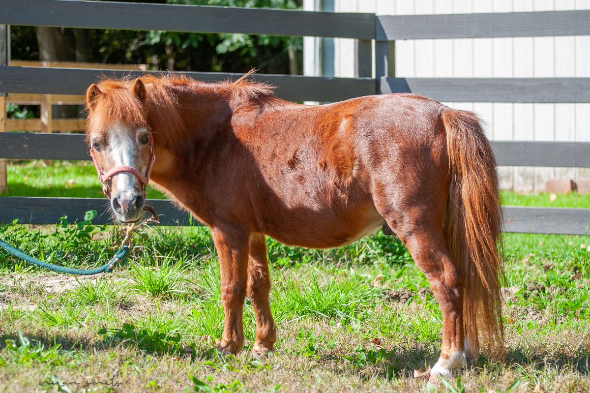 Rowdy, 28yo Miniature Horse gelding, 24.0hh