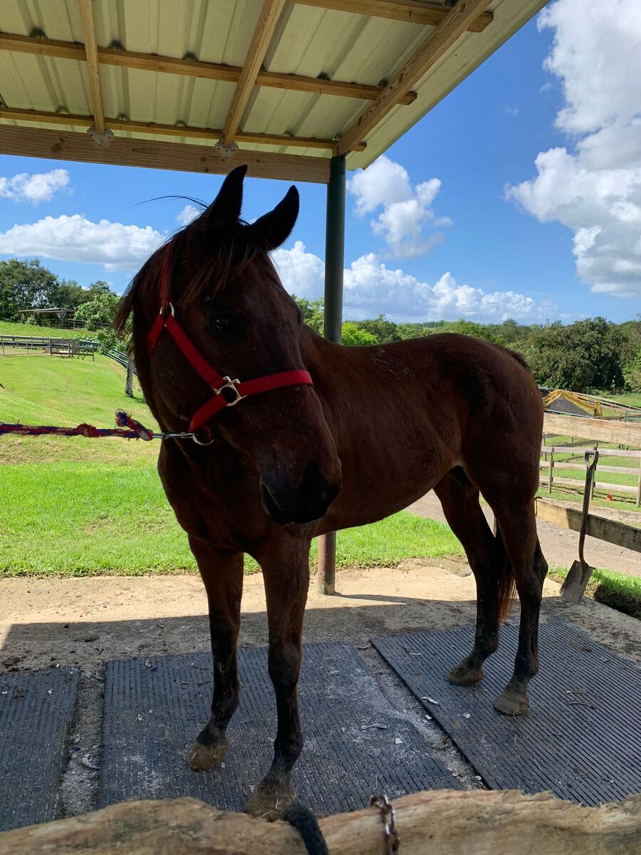 Call Daddy, 14yo Thoroughbred gelding, 16.1hh