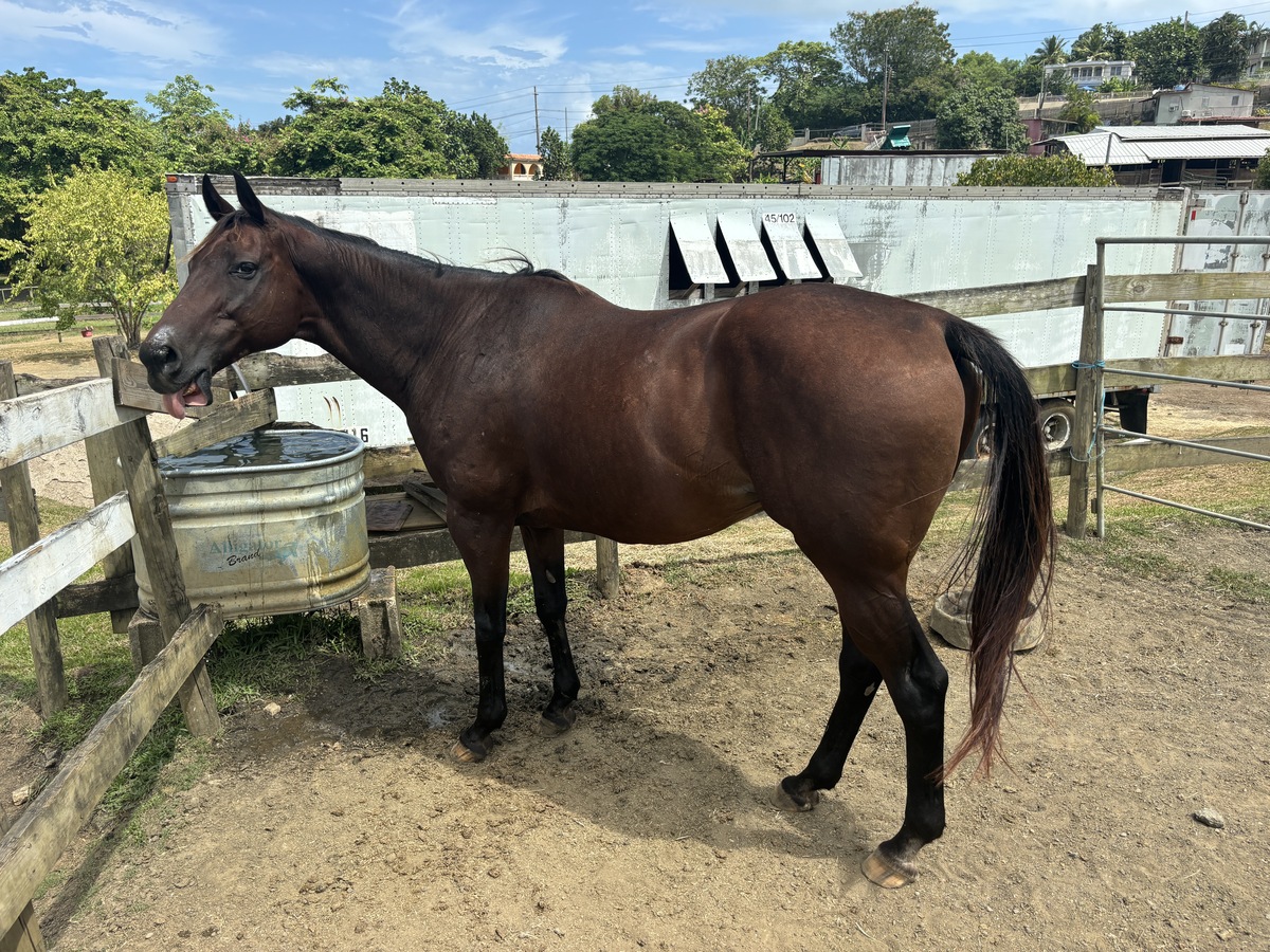 Call Daddy, 14yo Thoroughbred gelding, 16.1hh