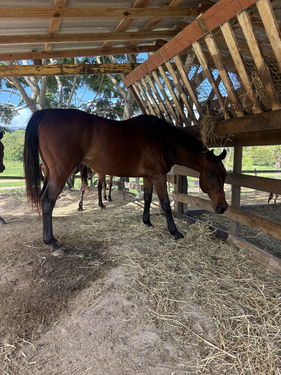 Call Daddy, 14yo Thoroughbred gelding, 16.1hh