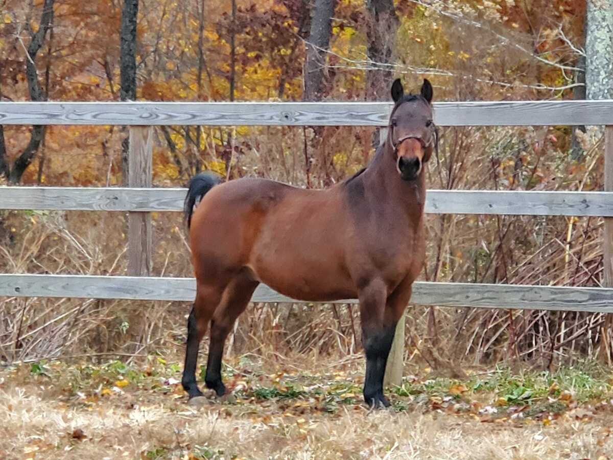 JIMMY LLOYD, 15yo Pony gelding, 13.2hh