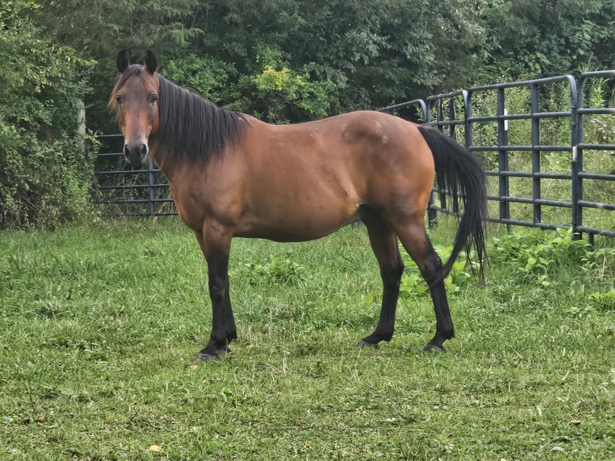 JIMMY LLOYD, 15yo Pony gelding, 13.2hh