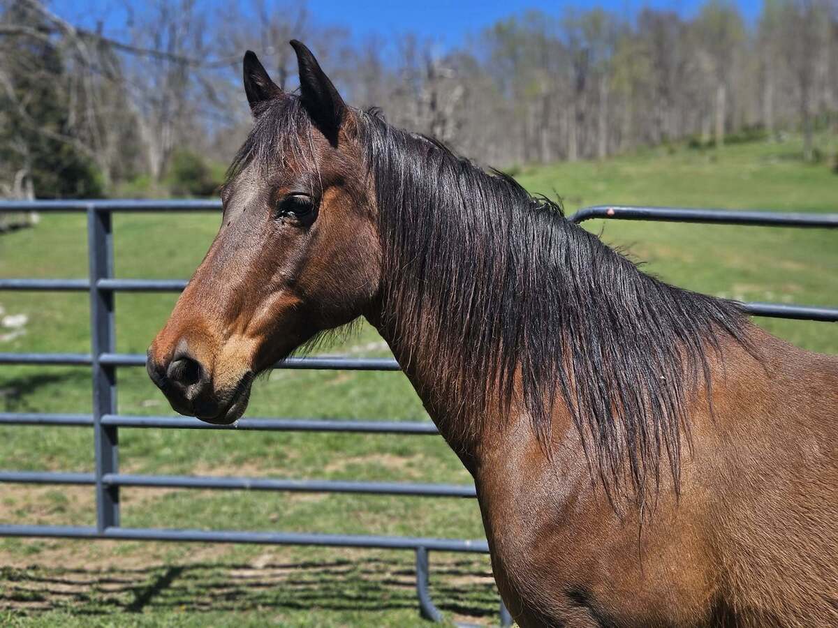 JIMMY LLOYD, 15yo Pony gelding, 13.2hh