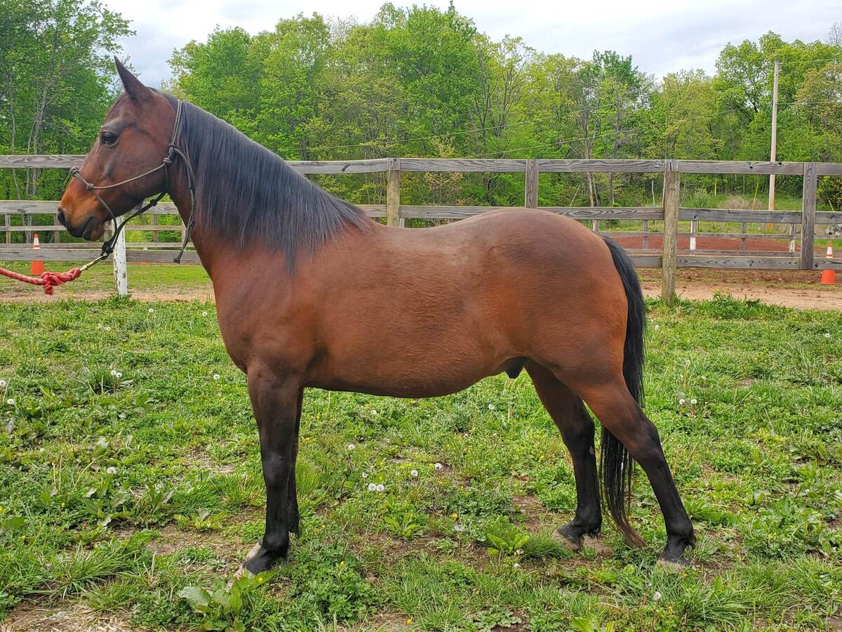 JIMMY LLOYD, 15yo Pony gelding, 13.2hh