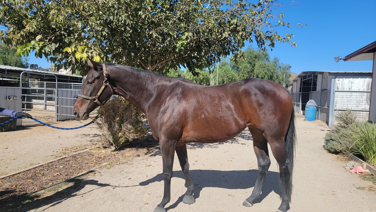 Freya, 6yo Thoroughbred mare, 16.1hh