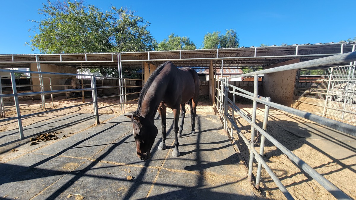 Freya, 6yo Thoroughbred mare, 16.1hh