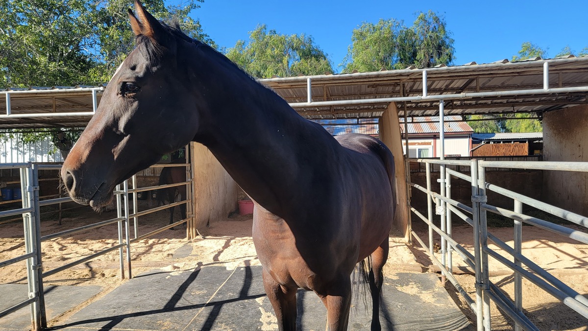 Freya, 6yo Thoroughbred mare, 16.1hh