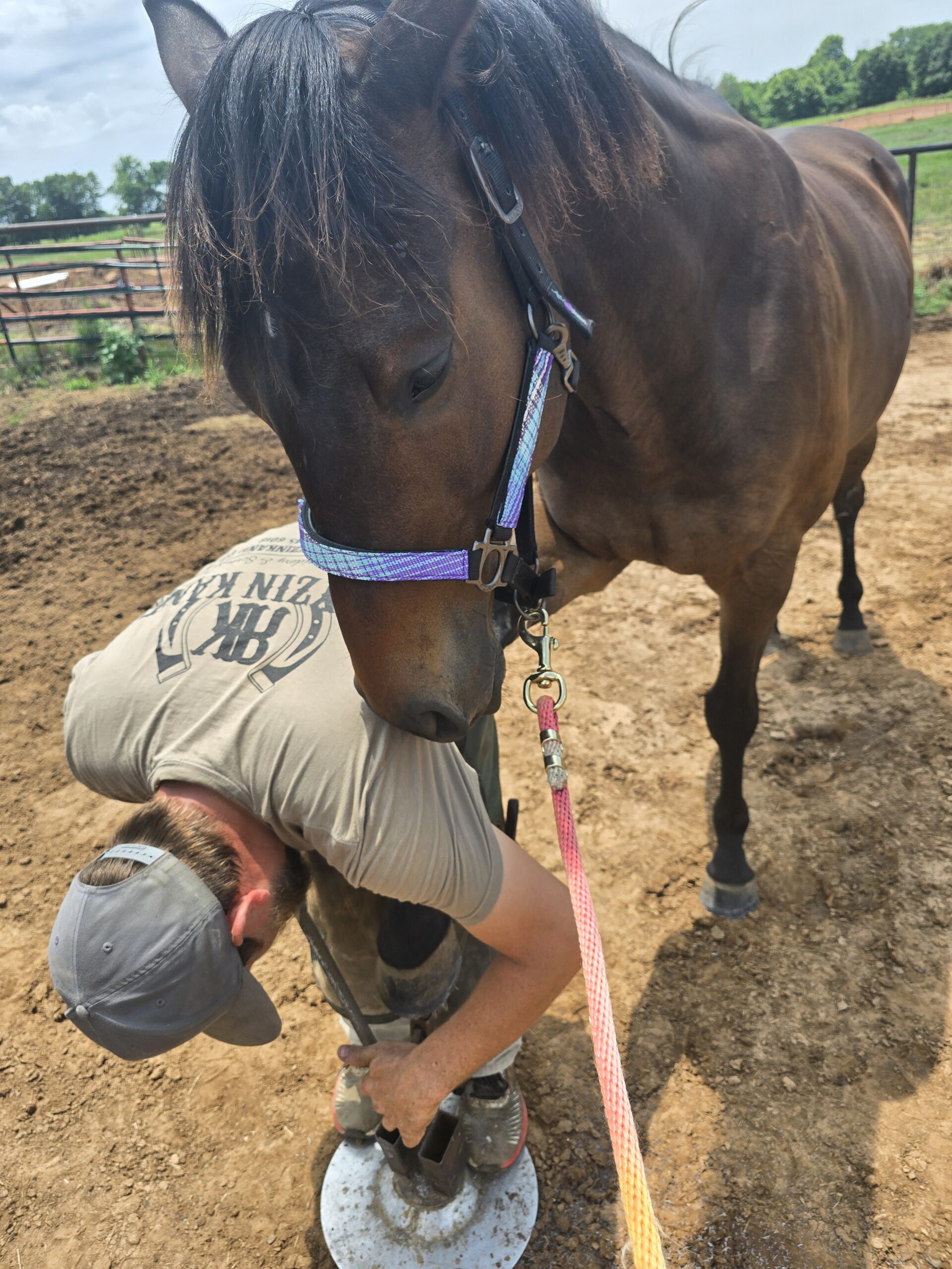 Respunzel Respunzel Let Down Your Hair, 4yo Thoroughbred gelding, 15.2hh