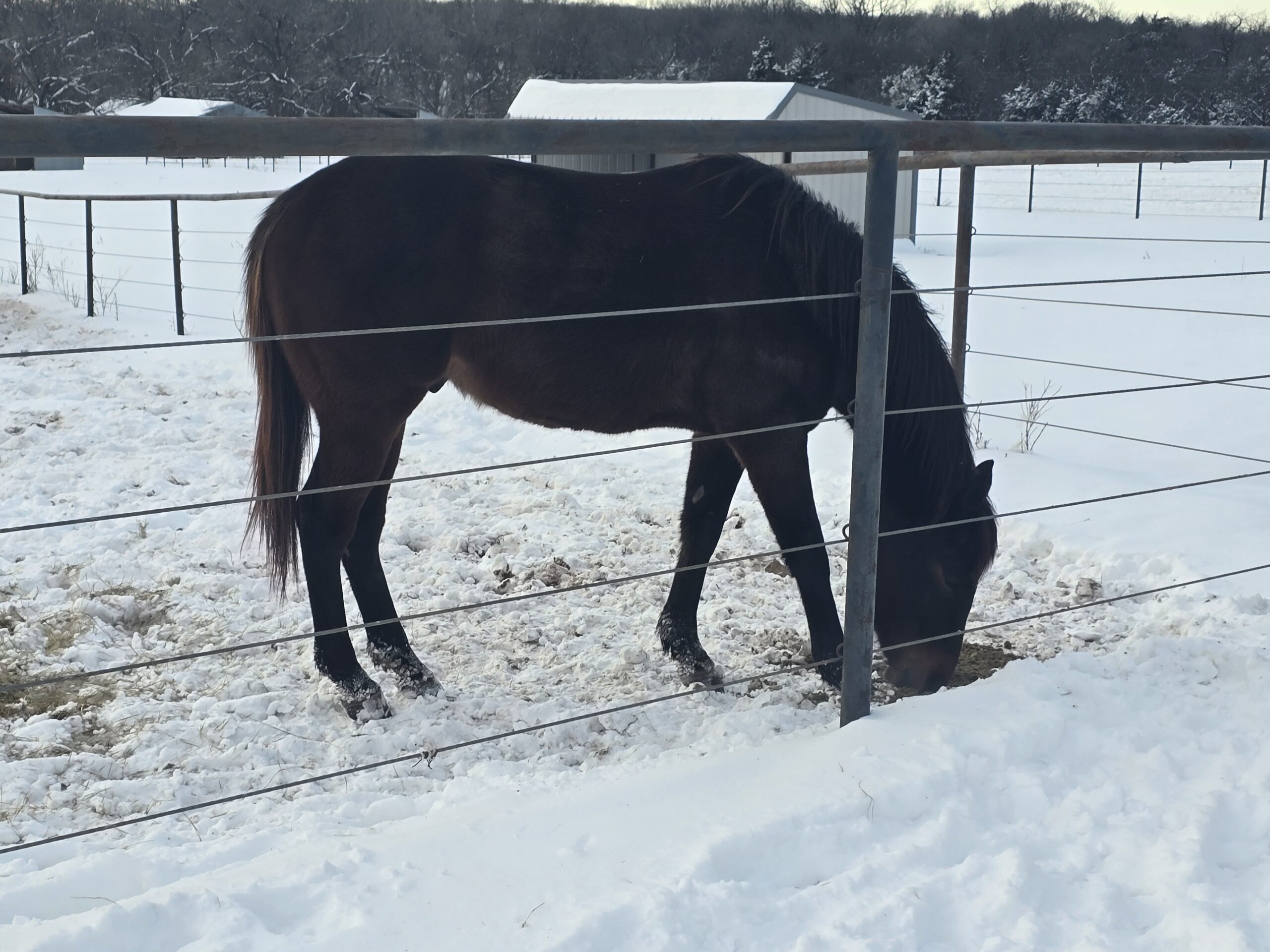 Respunzel Respunzel Let Down Your Hair, 4yo Thoroughbred gelding, 15.2hh