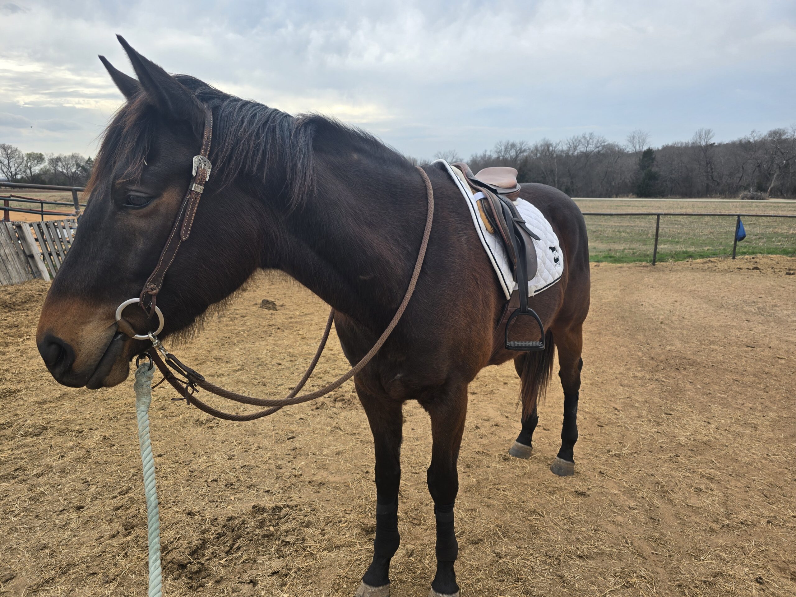 Respunzel Respunzel Let Down Your Hair, 4yo Thoroughbred gelding, 15.2hh