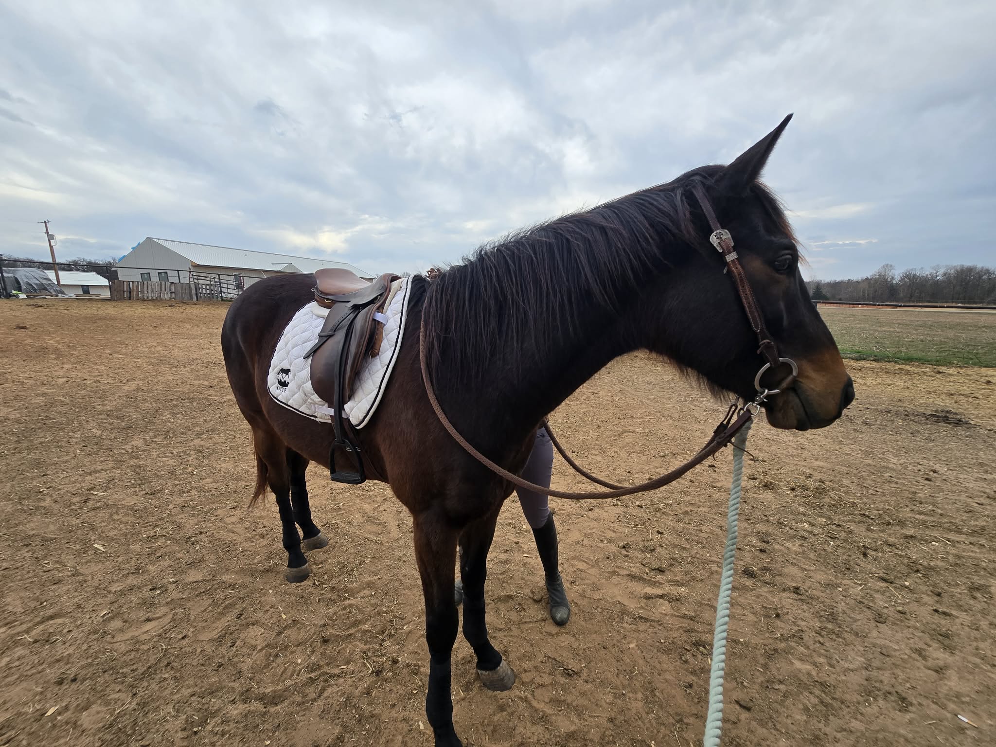 Respunzel Respunzel Let Down Your Hair, 4yo Thoroughbred gelding, 15.2hh
