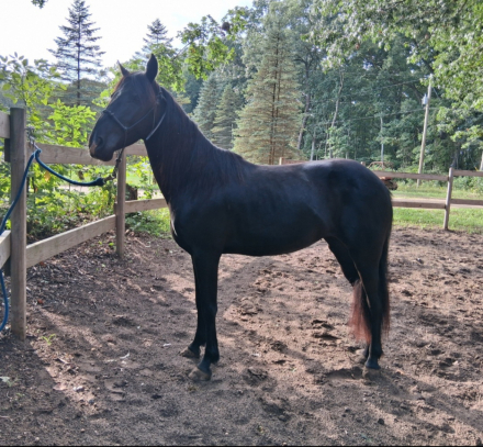 Sedona, 5yo Mustang mare, 14.0hh