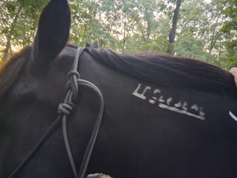 Sedona, 5yo Mustang mare, 14.0hh