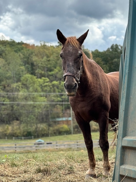 Coffee, 30yo Mustang mare, 15.0hh