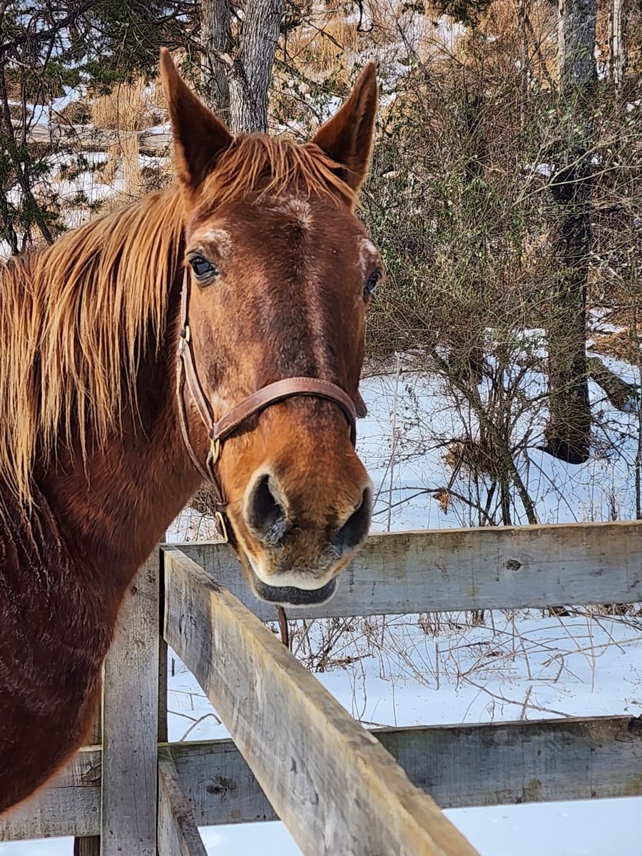 Coffee, 30yo Mustang mare, 15.0hh