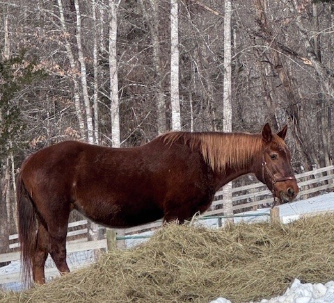 Coffee, 30yo Mustang mare, 15.0hh