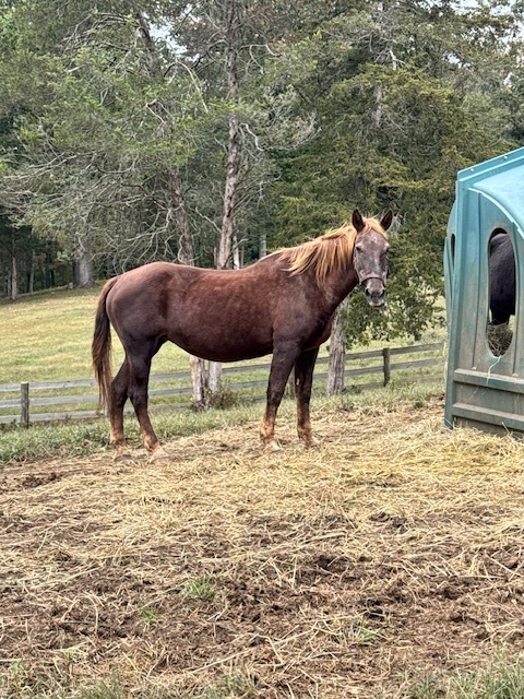 Coffee, 30yo Mustang mare, 15.0hh