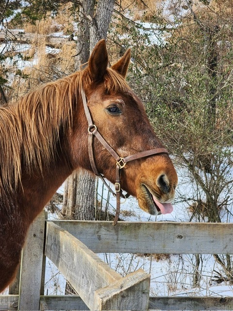 Coffee, 30yo Mustang mare, 15.0hh