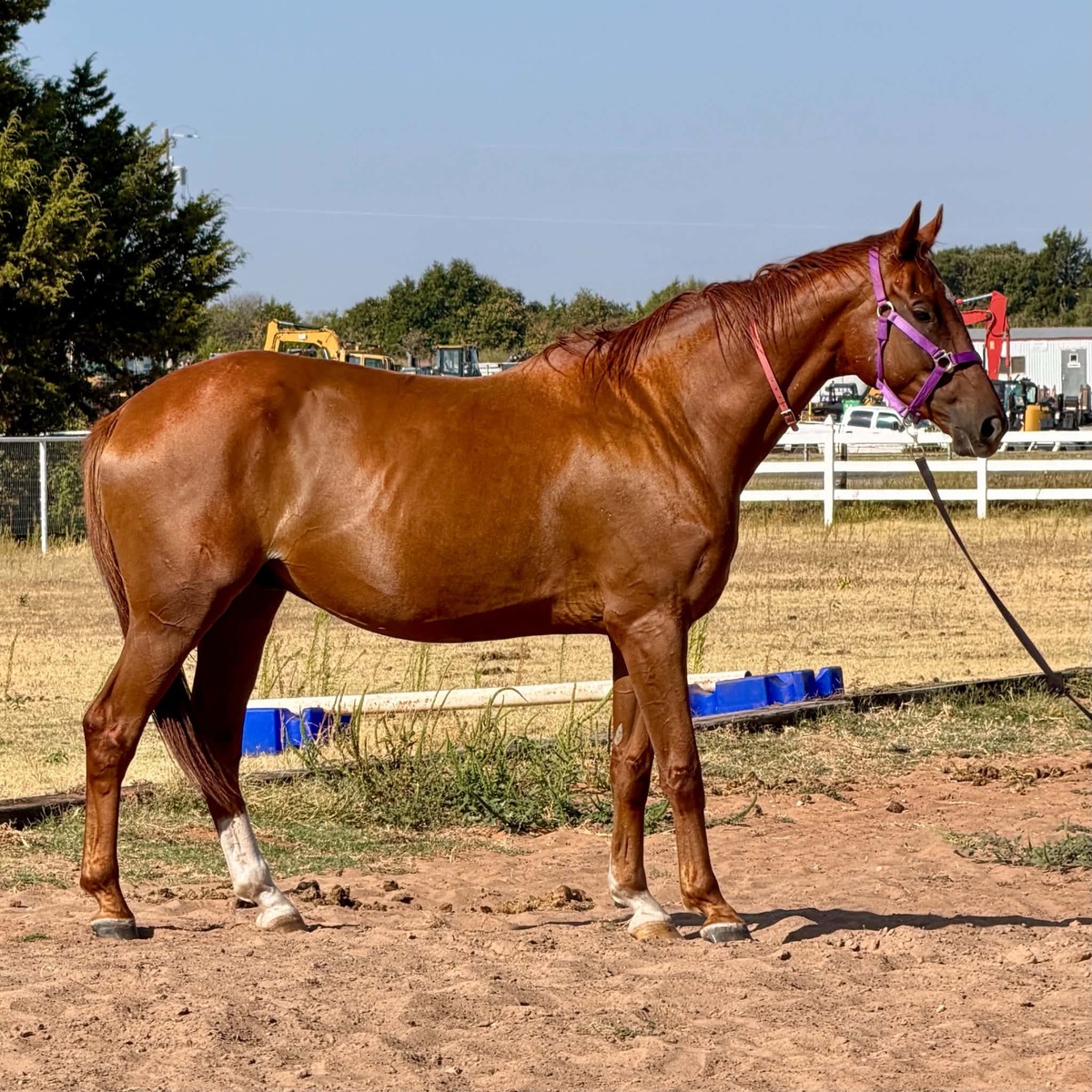 Gun Sis, 6yo Thoroughbred gelding, 16.1hh
