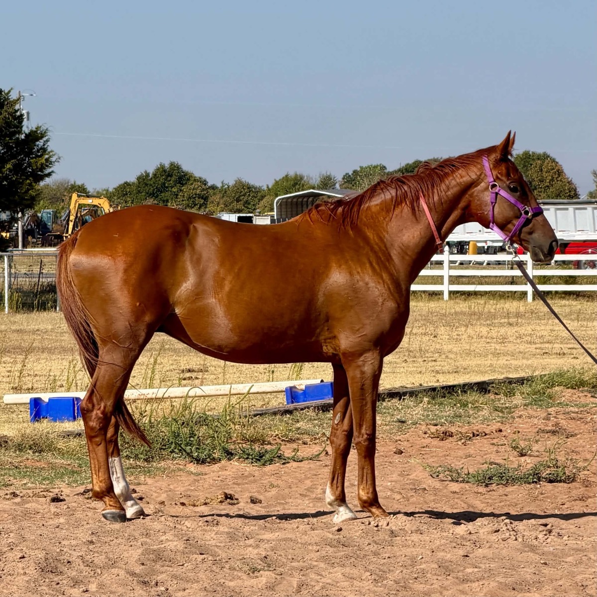Gun Sis, 6yo Thoroughbred gelding, 16.1hh