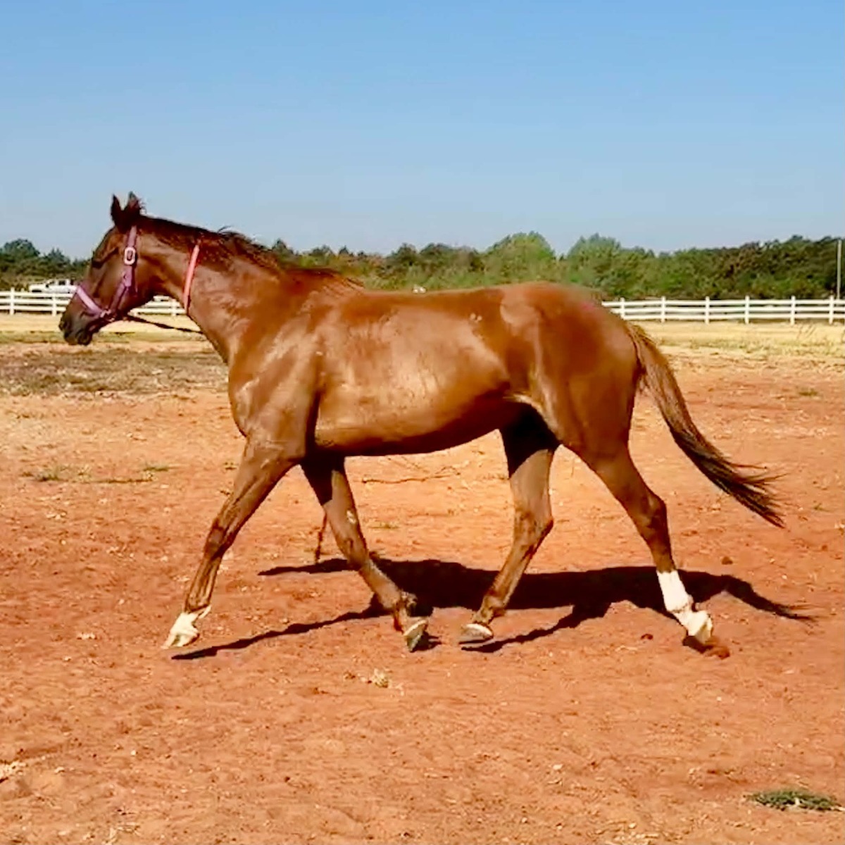 Gun Sis, 6yo Thoroughbred gelding, 16.1hh