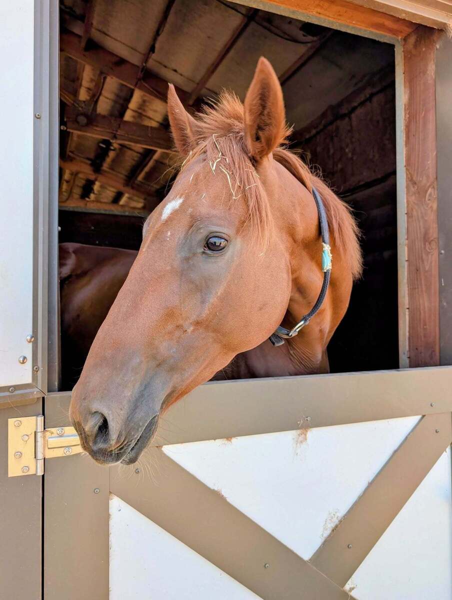 Okie Rodeo, 3yo Thoroughbred gelding, 16.0hh