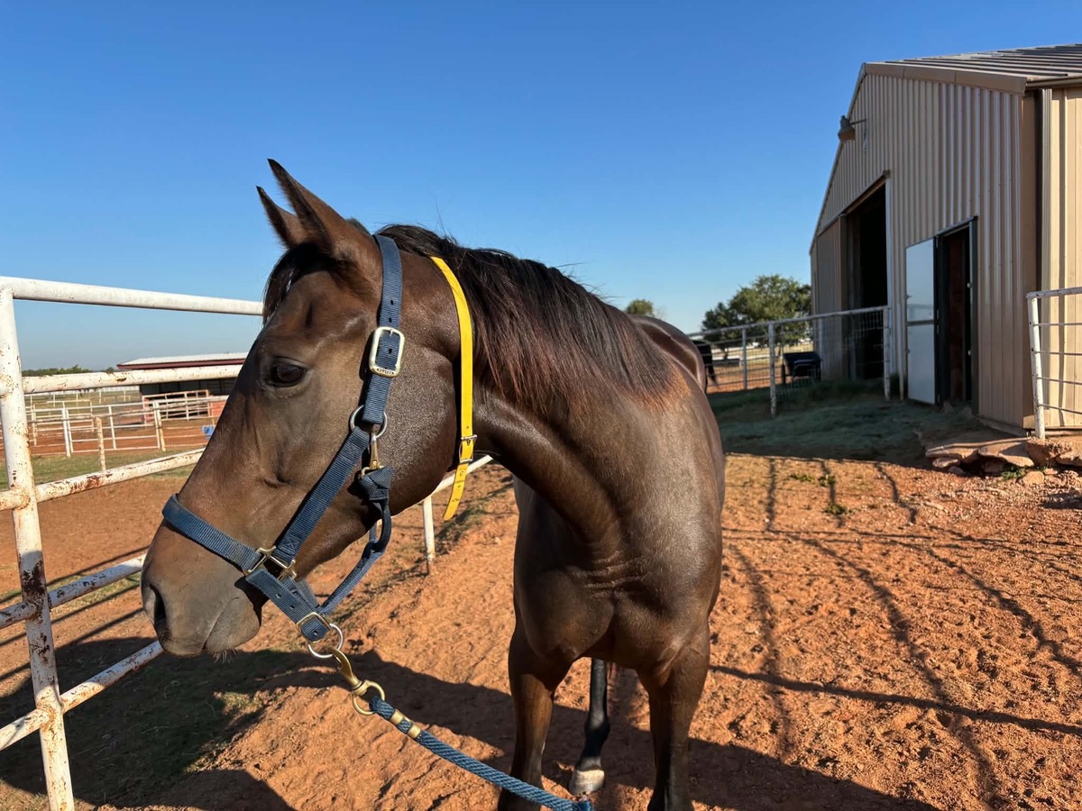 Fast Lane Only, 3yo Thoroughbred filly, 16.0hh