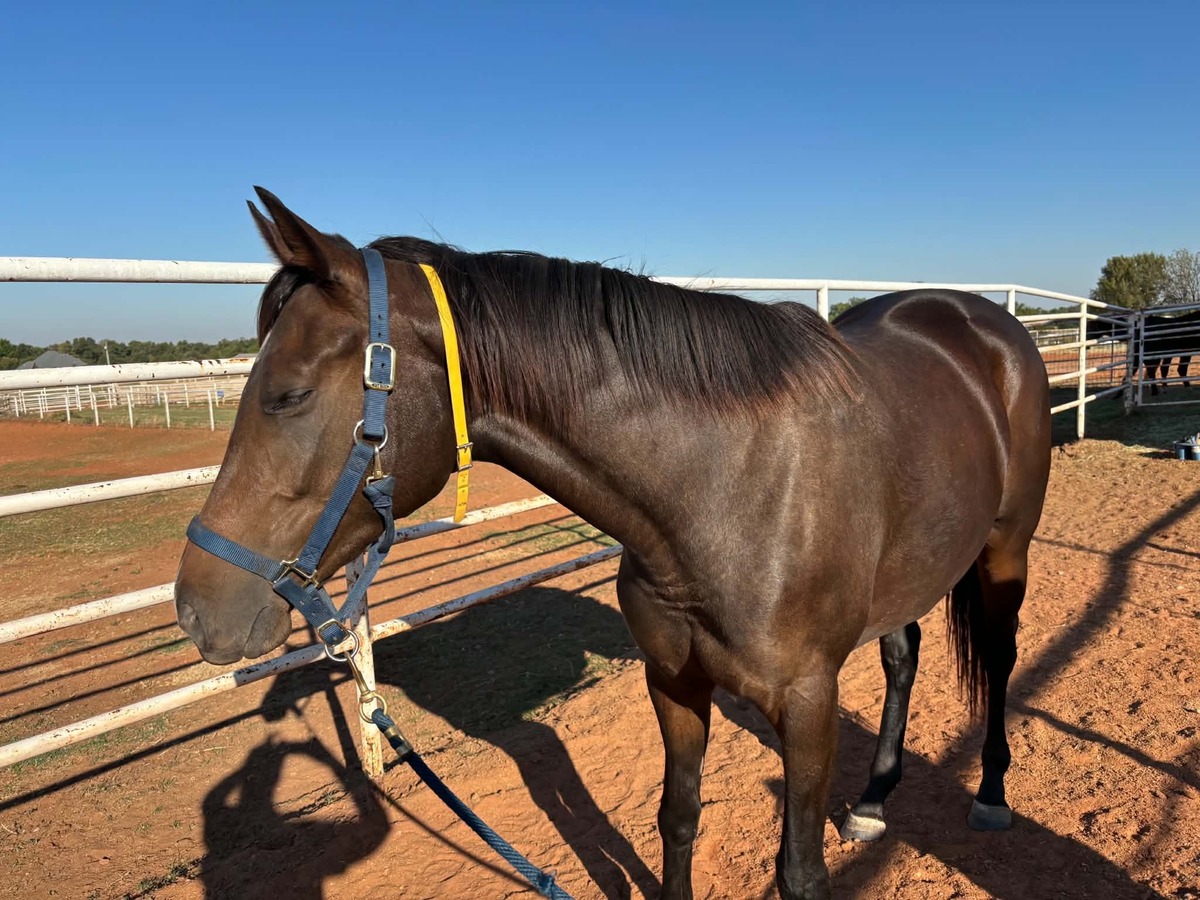 Fast Lane Only, 3yo Thoroughbred filly, 16.0hh