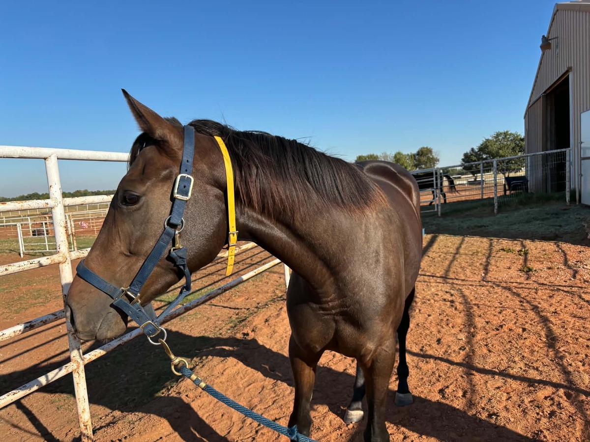 Fast Lane Only, 3yo Thoroughbred filly, 16.0hh