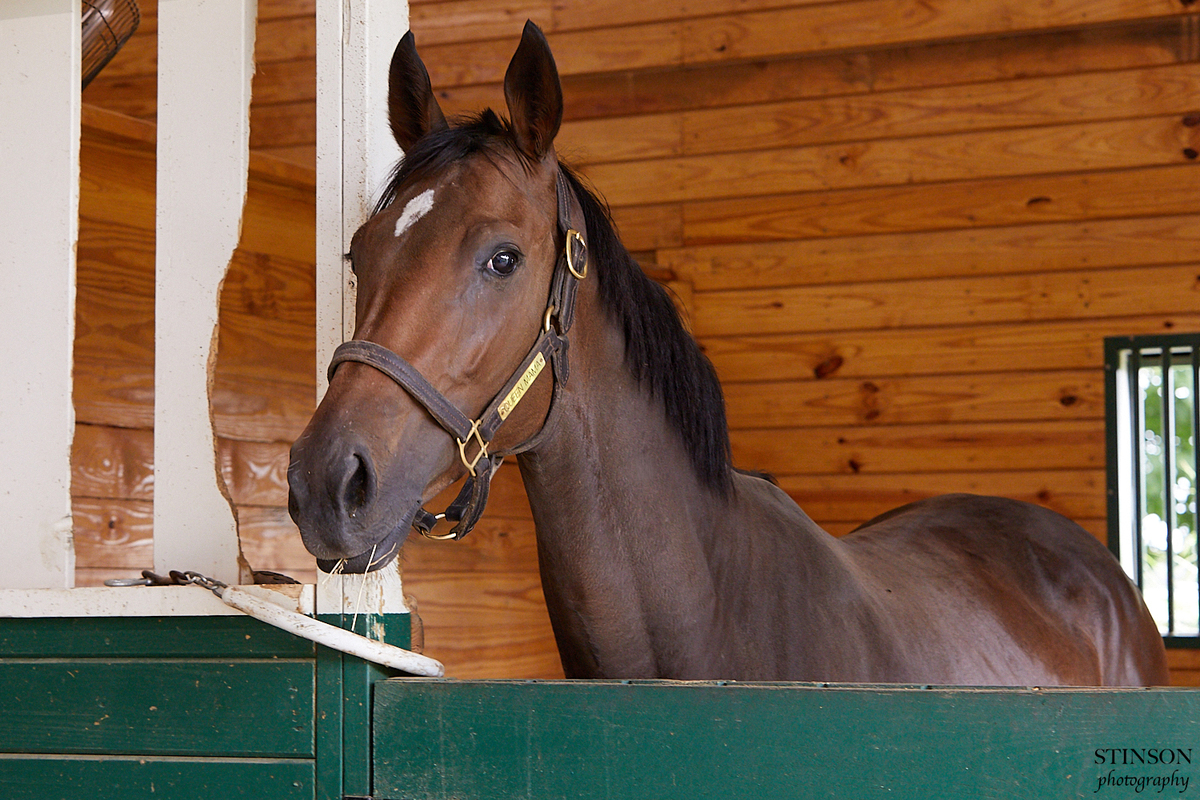 Queen Mama, 2yo Thoroughbred filly, 16.0hh
