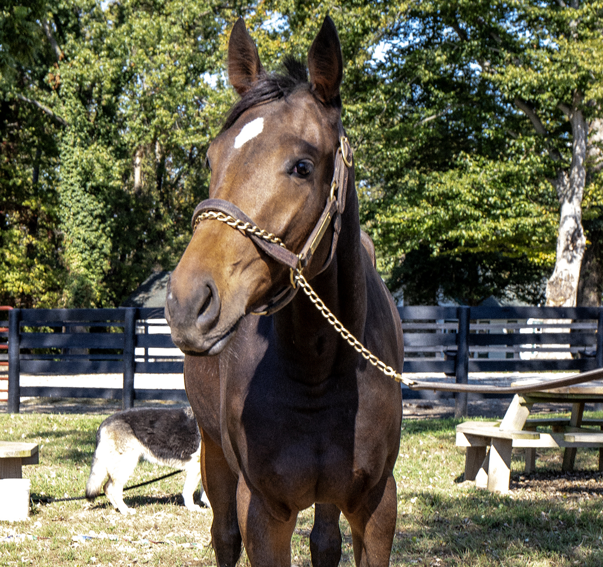 Queen Mama, 2yo Thoroughbred filly, 16.0hh