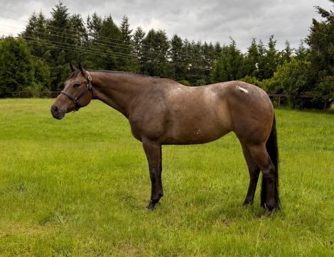 Bet On Jersey (Beatrice), 4yo Appaloosa mare, 16.2hh