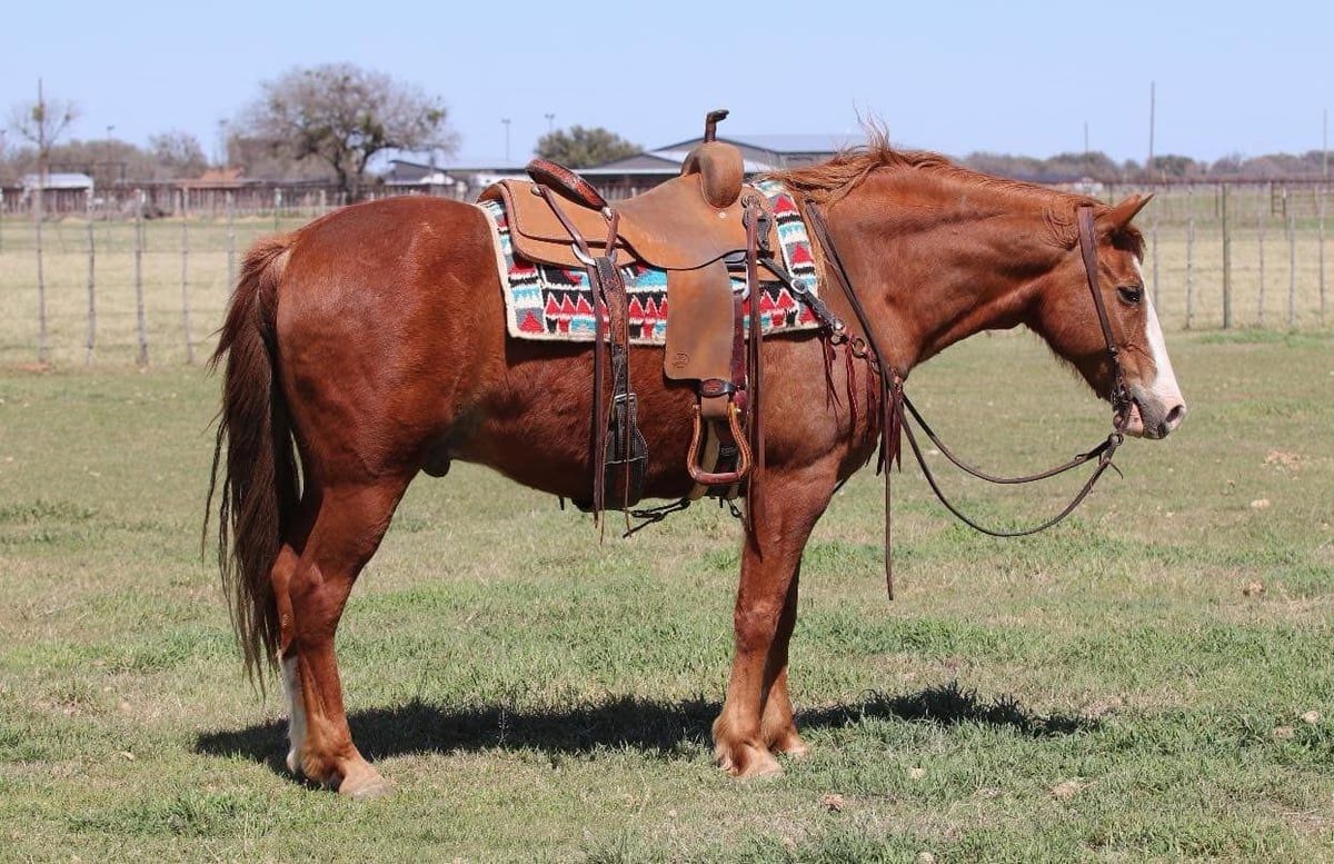 American Quarter Horse, 12yo American Quarter Horse gelding, 14.3hh