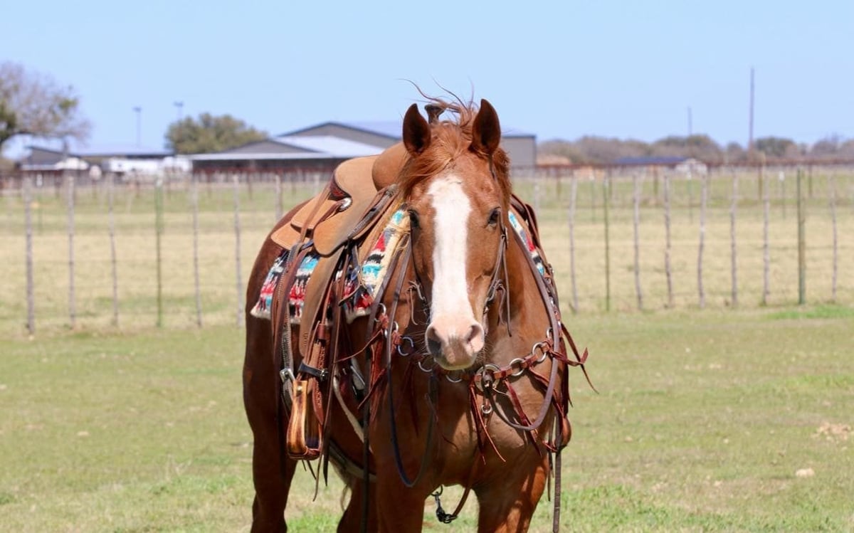 American Quarter Horse, 12yo American Quarter Horse gelding, 14.3hh