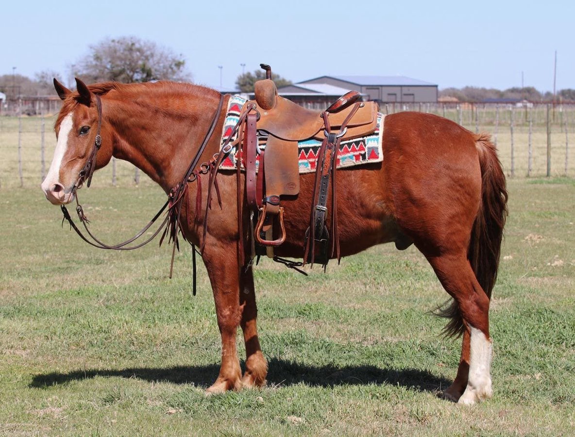 American Quarter Horse, 12yo American Quarter Horse gelding, 14.3hh