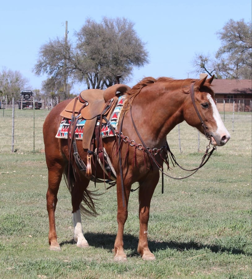 American Quarter Horse, 12yo American Quarter Horse gelding, 14.3hh