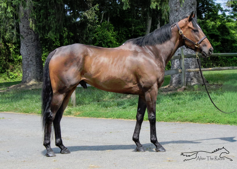 S S Flat Out Fun, 5yo Thoroughbred gelding, 15.1hh