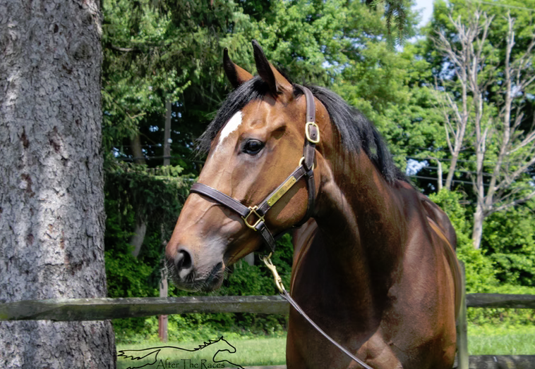 S S Flat Out Fun, 5yo Thoroughbred gelding, 15.1hh
