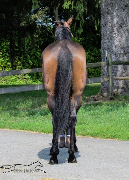 S S Flat Out Fun, 5yo Thoroughbred gelding, 15.1hh