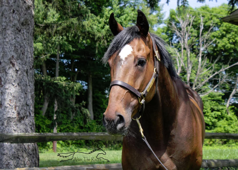 S S Flat Out Fun, 5yo Thoroughbred gelding, 15.1hh