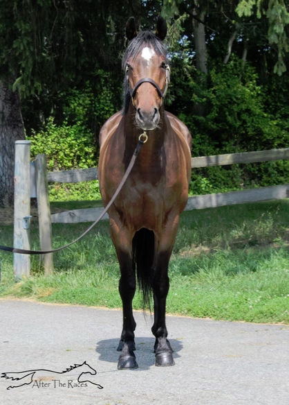 S S Flat Out Fun, 5yo Thoroughbred gelding, 15.1hh