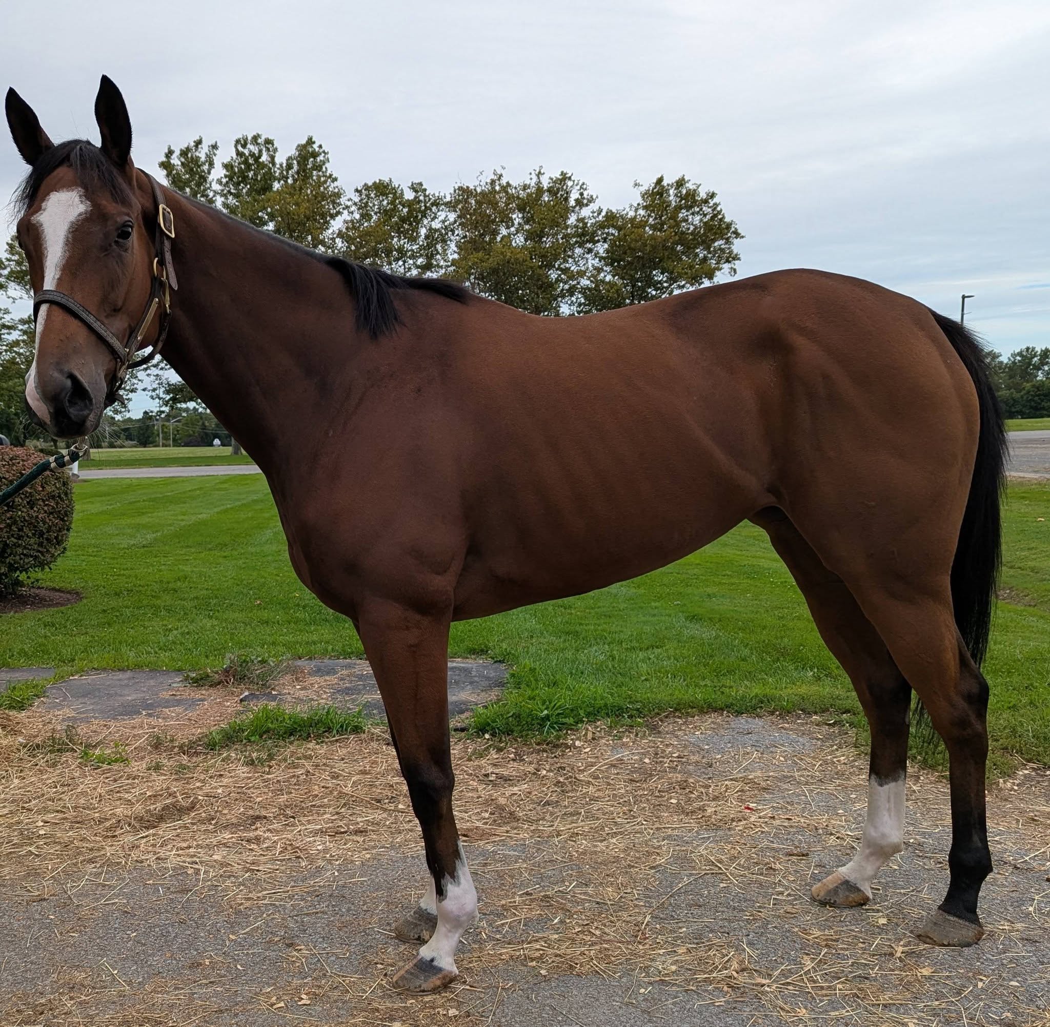 Bourbon Slip, 4yo Thoroughbred mare, 16hh