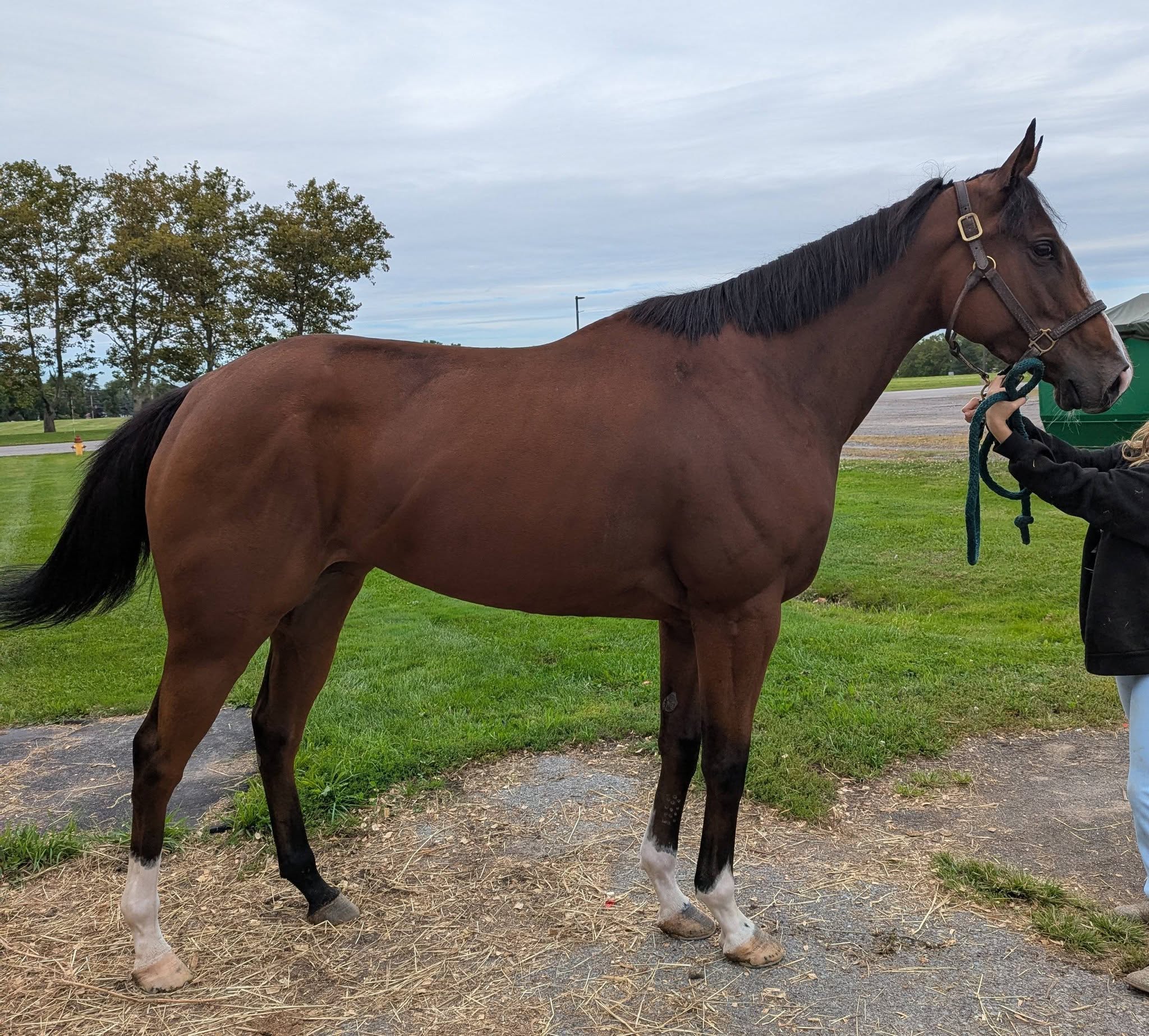 Bourbon Slip, 4yo Thoroughbred mare, 16hh