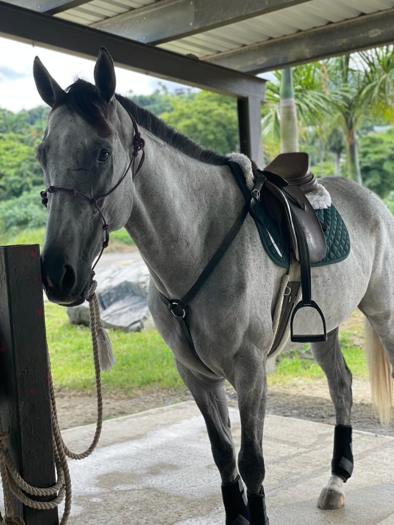 Nature Gold (Available in Puerto Rico Only), 10yo Thoroughbred gelding, 16.1hh