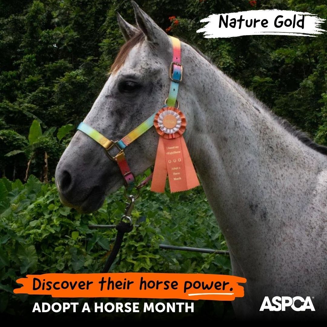 Nature Gold (Available in Puerto Rico Only), 10yo Thoroughbred gelding, 16.1hh