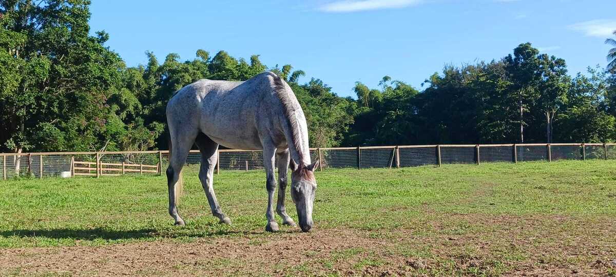 Nature Gold (Available in Puerto Rico Only), 10yo Thoroughbred gelding, 16.1hh